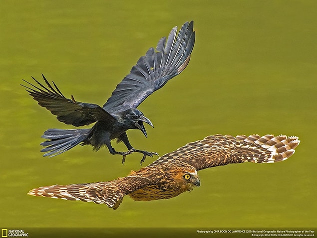 12. Honorable Mention, Animal Portraits: Chow Chasing Puffy Owl