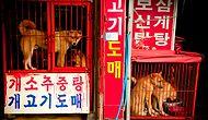 Свершилось! На крупнейшем рынке Южной Кореи запретили забой собак