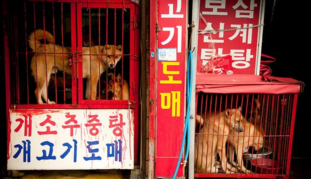 Свершилось! На крупнейшем рынке Южной Кореи запретили забой собак