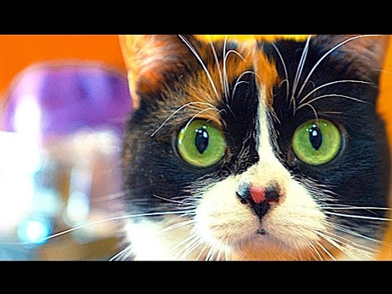 8 крутых лайфхаков для кота