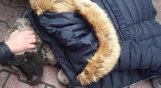 İnsanlığın Ölmediğinin Bir İspatı Daha: Montunu Çıkarıp Yaralı Köpeğin Üzerine Örttü