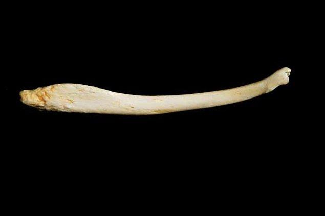 Baculum, iskeletin geri kalanına bağlı olmayan, penisin içinde ayrı olarak bulunan bir kemik.