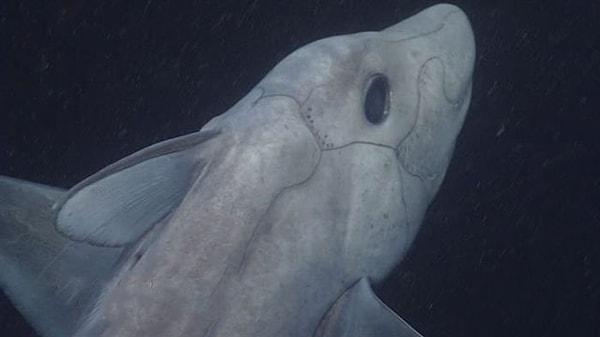 Daha önce hiç görmediğiniz, gizemli bir tür olan derin deniz hayalet köpek balığı ile biraz daha yakından tanışın.