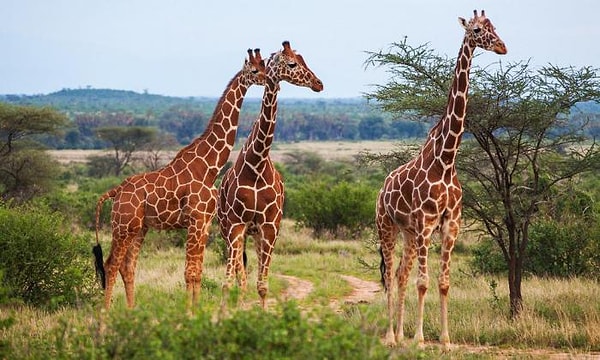 5. Генетическое исследование обнаружило, что существует четыре вида жирафов, а не один
