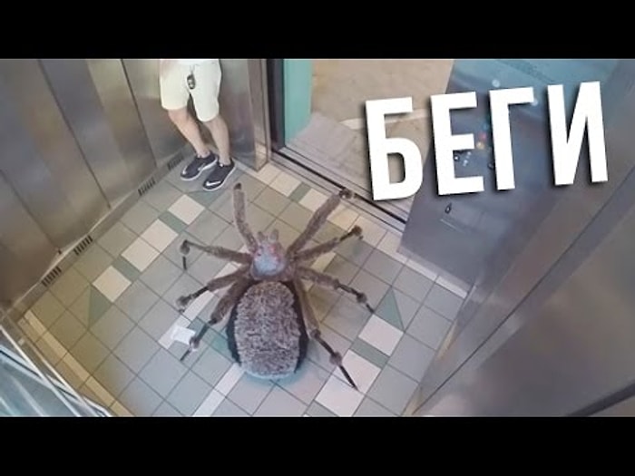 Самые страшные приколы! Паук гигант в лифте!