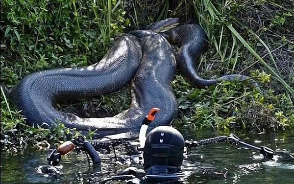 14. Bugüne kadar yakalanan en büyük anakonda 5 metre, 98 kilo kadar.
