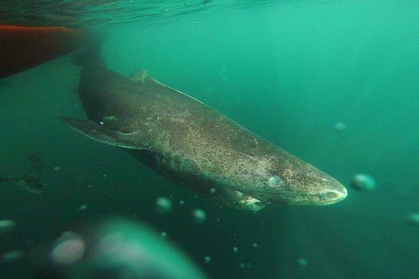 9. Derin sularda yaşayan ve yavaş hareket eden 400 yaşında bir köpek balığı bulundu.