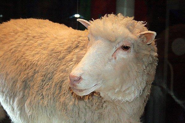 24. Klonlanan ilk hayvan olan Dolly'nin dört klonu, önemli bir sağlık problemleri olmadan sağlıklı bir biçimde yaşlandı.