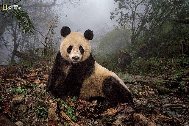 5. 16 yaşındaki dev panda Ye Ye'nin Çin'de bulunan Wolong Doğa Koruma Alanı'nda yayılırken yakalanan bir fotoğrafı.