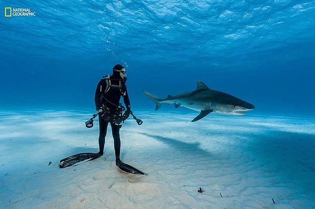 20. Bahamalar'da kaplan köpek balığına fazlasıyla yaklaşan bir dalgıç.