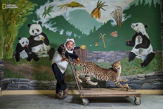 36. Çin'de bir panda bakıcısı, genç pandaların korkularını yenmelerine yardımcı olmak için eğitimlerde bu leoparı kullanıyor.