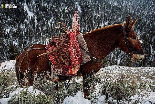 46. 2014 yılında 72.000'den fazla avcı Yellowstone ve Grand Teton çevresindeki alana geldi. Burada avlanan hayvanlar da eski yöntem olan katırla taşındı.