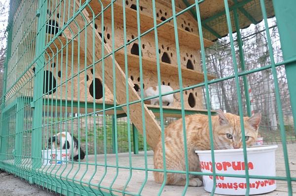 21. Avcılar Belediyesi Hayvan Rehabilitasyon Barınağı