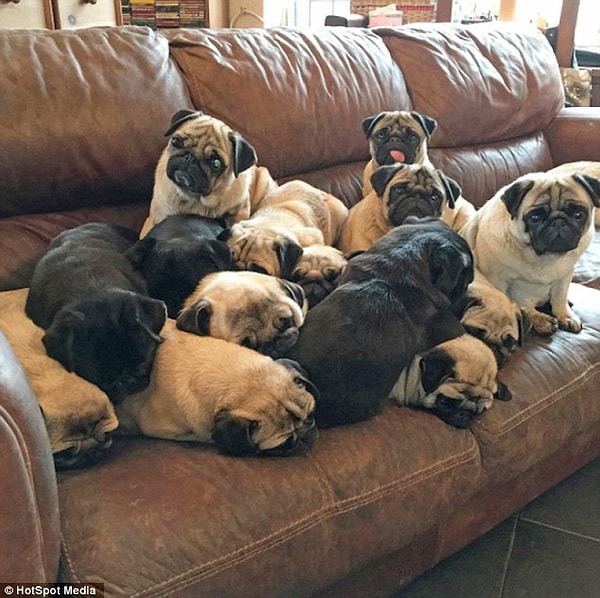 Что Бекки абсолютно не смущает, потому что, по её собственным словам, она готова отдать жизнь за своих мопсов.