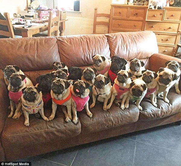 Женщина заботится не только о своих собаках. Она является основательницей благотворительной организации для брошенных мопсов Bubblebecca pugs.