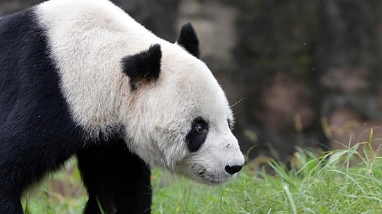 Dünyanın En Yaşlı Erkek Pandası 'Pan Pan' 31 Yaşında Öldü