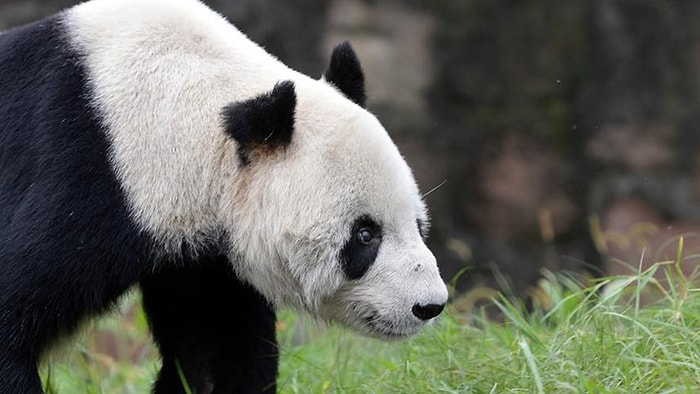 Dünyanın En Yaşlı Erkek Pandası 'Pan Pan' 31 Yaşında Öldü
