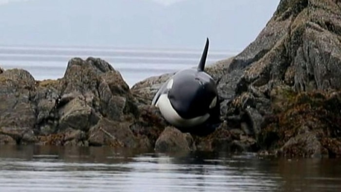 Ölmek Üzere Olan Katil Balinayı Kurtaran Koca Yürekli İnsanlar