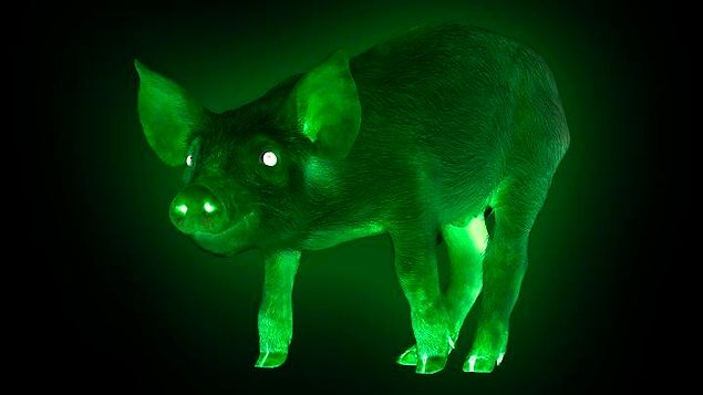 Glow-In-The-Dark Pigs