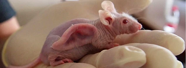 The Mouse With A Human Ear