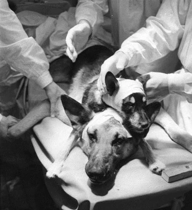 The Soviet Surgeon And His Two-Headed Dog
