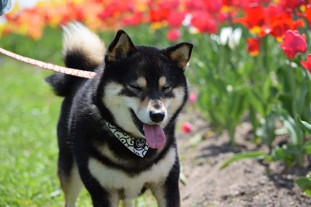 This Shiba Inus Reaction To A Magic Trick Is Absolutely Lovely