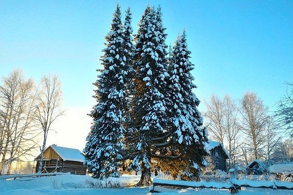 19. Интересная ёлка, состоящая из нескольких ёлок. Растет в селе Руч Усть-Куломского района Республики Коми. И ей более 100 лет.