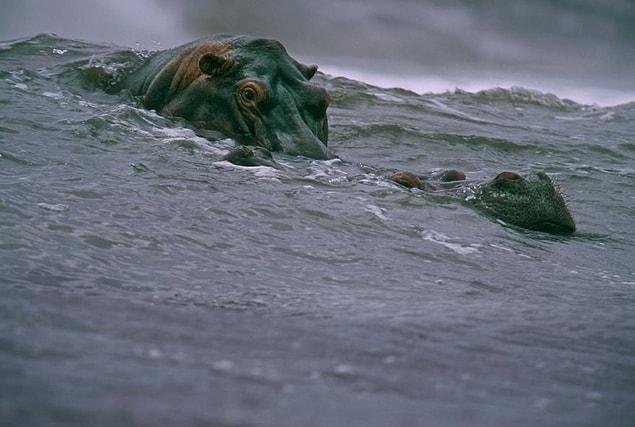 49. Surfing Hippos, Michael Nichols, 2000