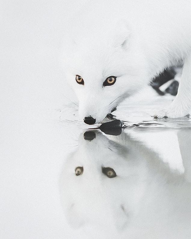 1. A polar fox