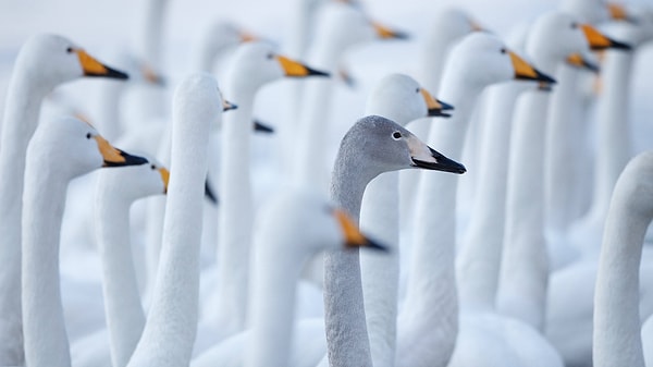 5. За свою непохожесть