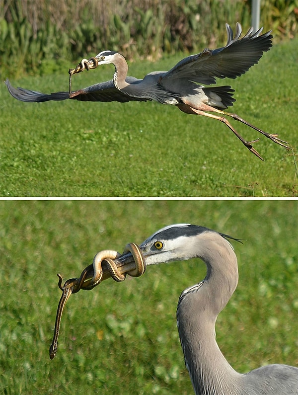 13. Когда твой ужин дерется 😱