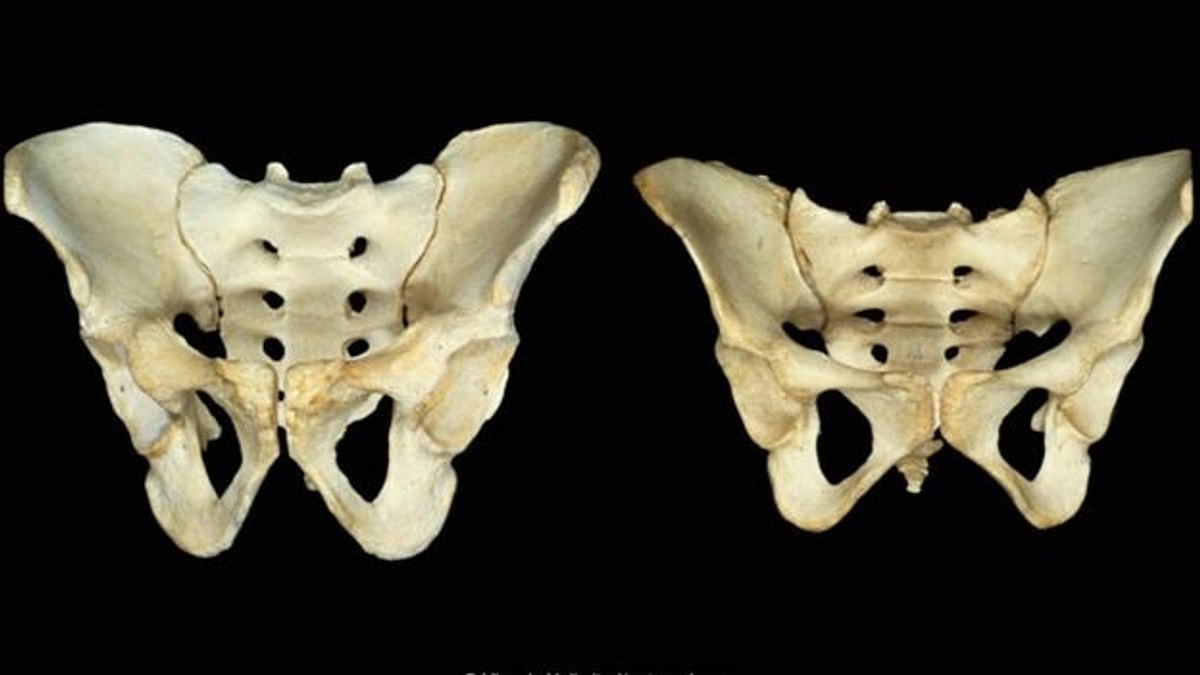 Кости таза женщины фото. Таз древний. Human pelvis.