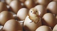 Bir Acayip Tavuk-Yumurta Paradoksu: Marka mı Kaliteyi, Kalite mi Markayı Belirler?