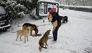 Спасение бездомных животных в холодную метель жителями Стамбула