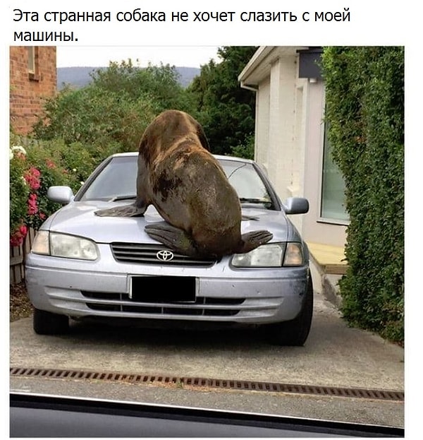 5. Собака, ага...