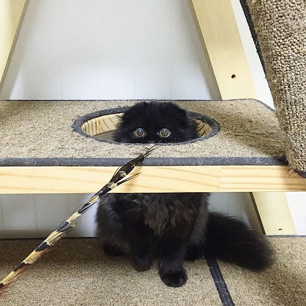 Прятаться у него получается лучше всего!