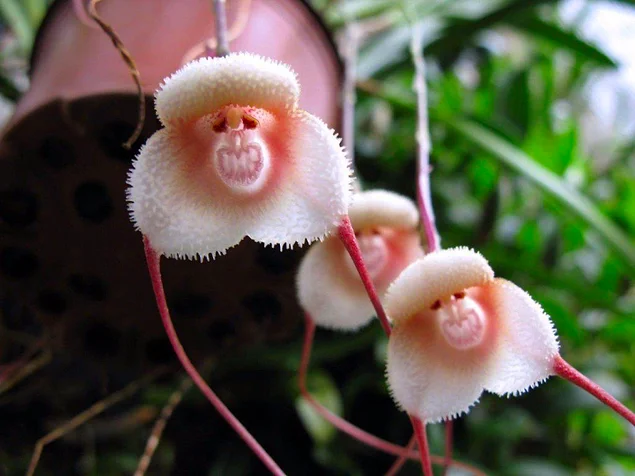 Орхидея Дракула – немного зловещее название для очаровательных орхидей, цветы которых похожи на мордочки обезьян.