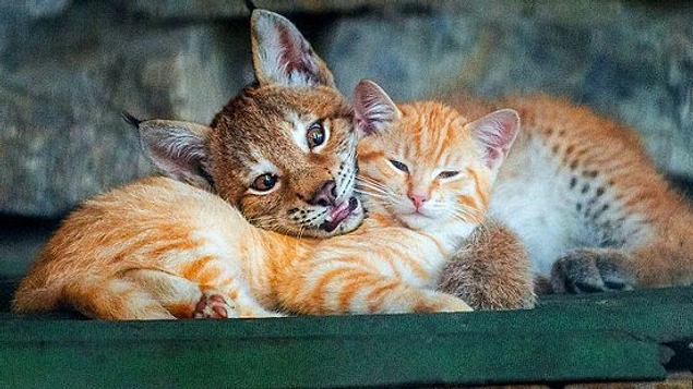 А в Новосибирском зоопарке кошка стала приёмной матерью для маленького рысенка, который намного больше ее самой.