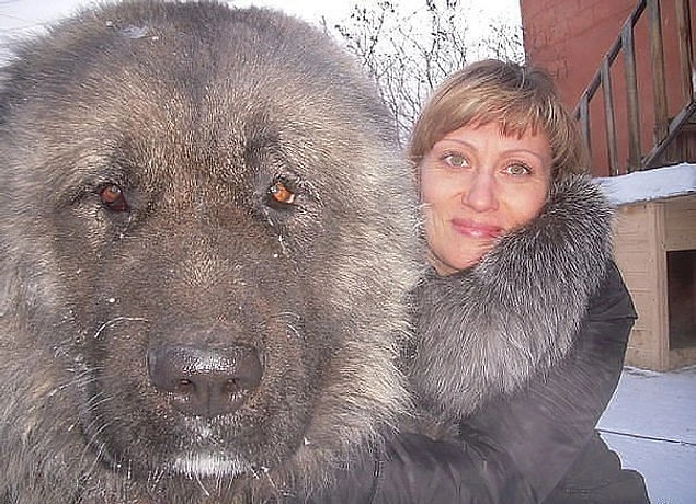 Тибетский мастиф - одна из самых больших и дорогих собак в мире, ее вес достигает 112 кг.