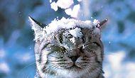 Кошки - эксперты по снежным забавам!