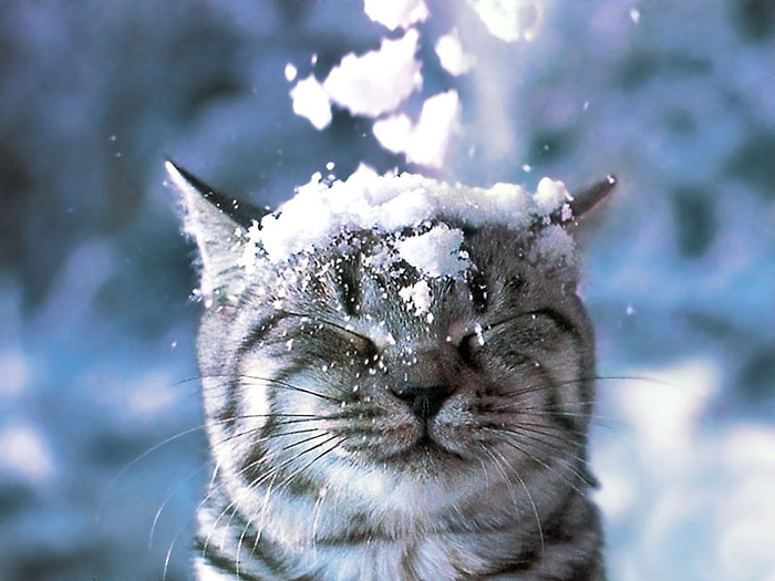 Кошки - эксперты по снежным забавам!