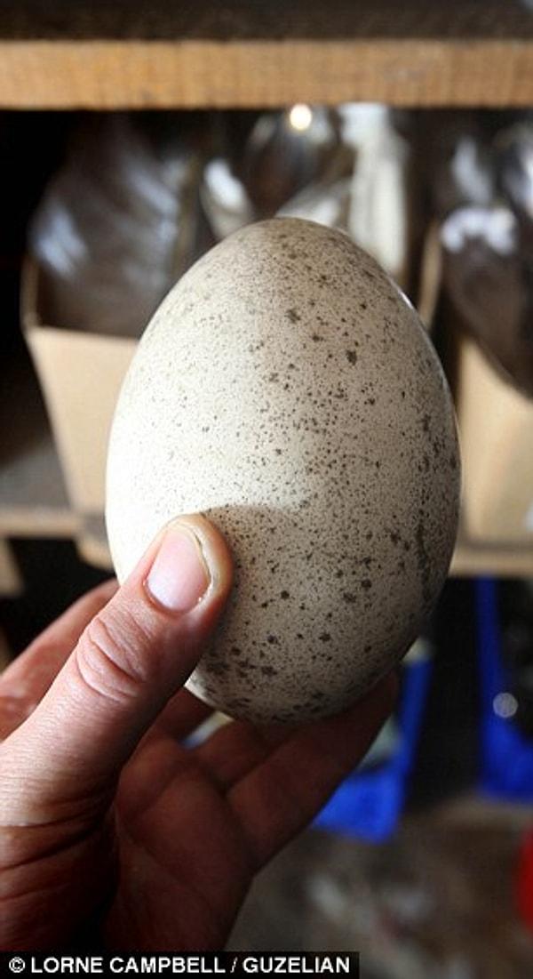 10. Yıllardır kullanılmayan morgdaki çöp yakma kazanı ve deve kuşu yumurtası.