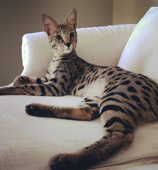 1. Evcil kediler ile yabani "serval" kedisinin melezi olan savannah kedileri de en az diğerleri kadar inanılmaz!☺😌