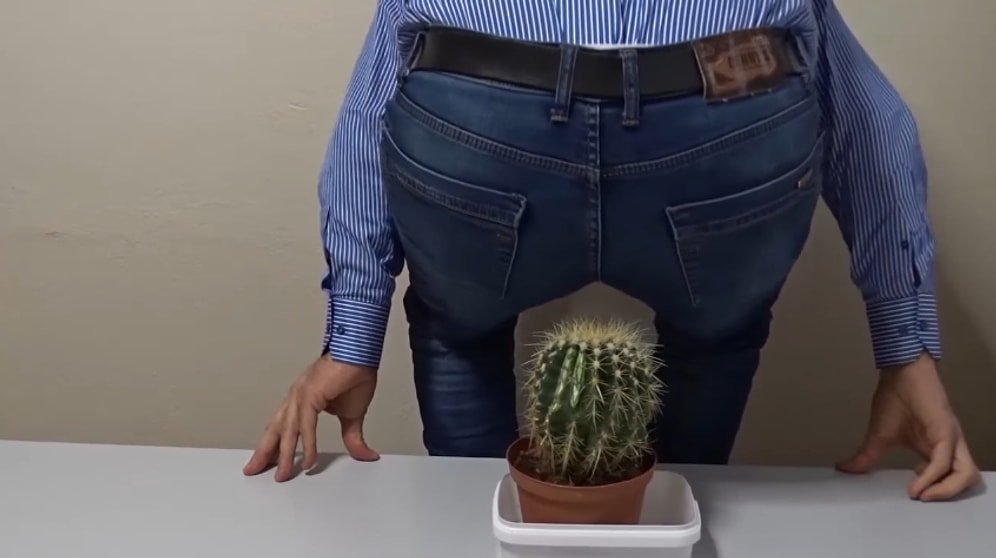 Youtube Videosu İçin Kaktüse Oturan Amca