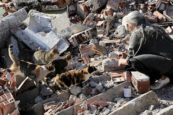 Antalya'nın Kepez ve Santral mahallelerinde kentsel dönüşüm nedeniyle yaşam mücadelesi veren ve kimsesiz kalan kediler köye getirildi.