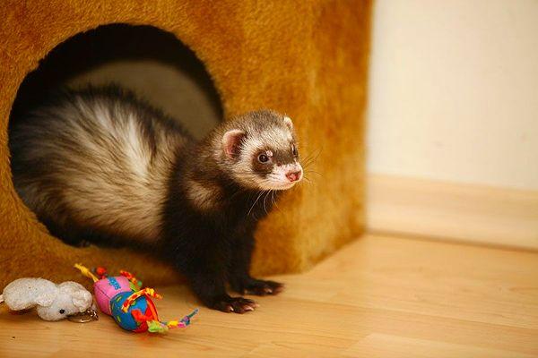 11. "I had a ferret named Sugar. One night I saw blood in its poop and freaked out. We drove 45 minutes to a 24-hour vet.