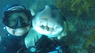 7 Yıldır Her Dalışına Gelip Kendini Mıncırtan Köpek Balığı ve Şanslı Dalgıcın Hikayesi