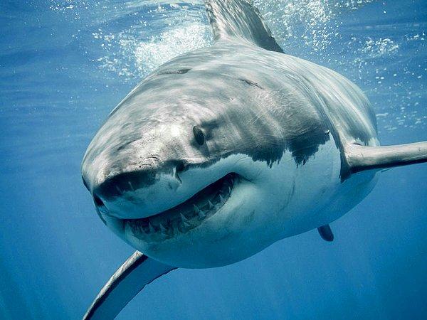 3. 2001’de Florida’da, bir oğlanın kolu köpekbalığı tarafından kopartılıyor...