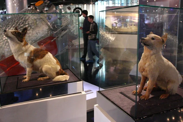 В настоящее время чучела этих собак находятся в Мемориальном музее космонавтики в Москве.