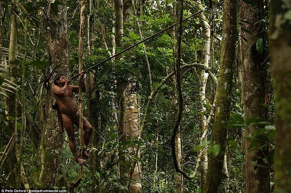 Ekvador'un yağmur ormanlarının derinliklerinde Huaorani kabilesinden bir adam boru şeklindeki silahıyla maymun avlıyor.